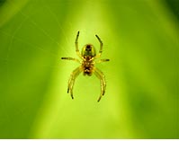 spider logo for spinyourownwebsite